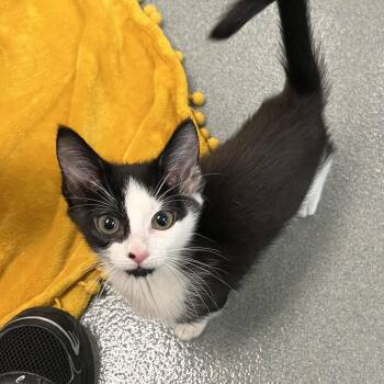 Graham -  Domestic Short Hair Cat for Adoption in West Palm Beach, Florida - Graham | PetCurious