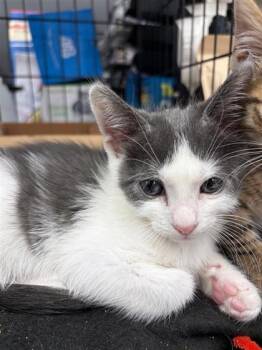 Domestic Short Hair Cats Available for Adoption in West Chester, Pennsylvania - Jessie | PetCurious