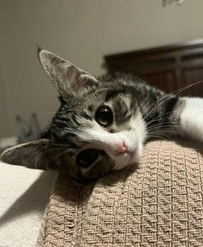 DARLA -  Domestic Short Hair Cat for Adoption in Broomfield, Colorado - DARLA | PetCurious