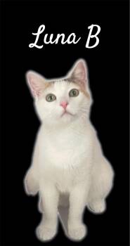 Luna B -  Domestic Short Hair Cat for Adoption in Auburn, California - Luna B | PetCurious