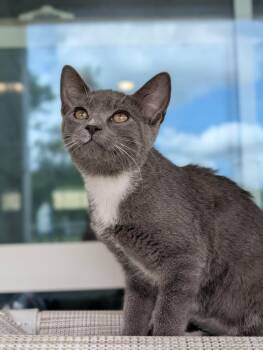 Violet -  Domestic Short Hair Cat Available for Adoption in Kingsland, Georgia - Violet | PetCurious