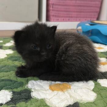 Domestic Short Hair Cats Available for Adoption in South Elgin, Illinois - Carl | PetCurious