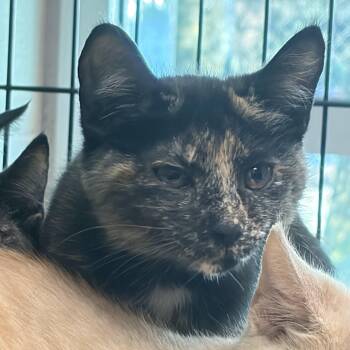 Orzo -  Domestic Short Hair Cat for Adoption in Charleston, South Carolina - Orzo | PetCurious