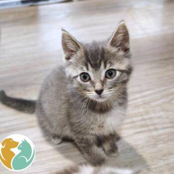 Angel -  Domestic Short Hair Cat for Adoption in Toledo, Ohio - Angel | PetCurious