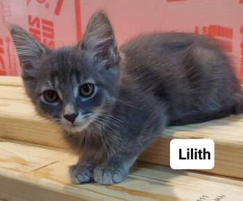 Lilith Go. (pink) -  Domestic Short Hair Cat for Adoption in West Peoria, Illinois - Lilith Go. (pink) | PetCurious