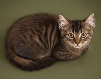 Webster 1012-26 -  Domestic Long Hair and Domestic Short Hair Cat for Adoption in Cumming, Georgia - Webster 1012-26 | PetCurious