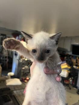 Nima -  Domestic Short Hair Cat for Adoption in Emerald Isle, North Carolina - Nima | PetCurious