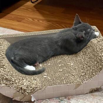 Carl -  Domestic Short Hair Cat for Adoption in Jupiter, Florida - Carl | PetCurious