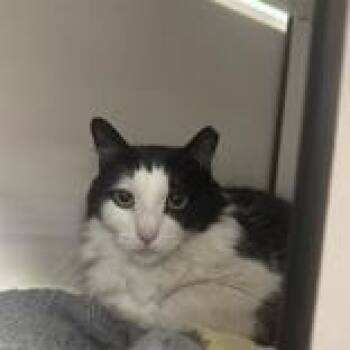 Domestic Short Hair Cats Available for Adoption in Hilliard, Ohio - Yara | PetCurious