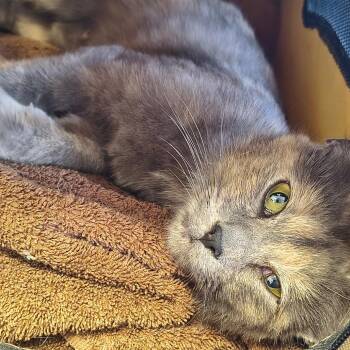 Missy -  Domestic Short Hair Cat for Adoption in Moses Lake, Washington - Missy | PetCurious