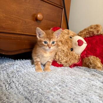 Julio -  Domestic Short Hair Cat for Adoption in Gainesville, Florida - Julio | PetCurious