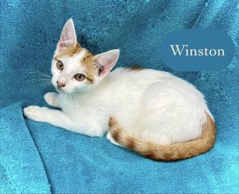 Winston -  Domestic Short Hair Cat for Adoption in Chalfont, Pennsylvania - Winston | PetCurious