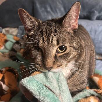 Earl -  Domestic Short Hair Cat for Adoption - Earl | PetCurious