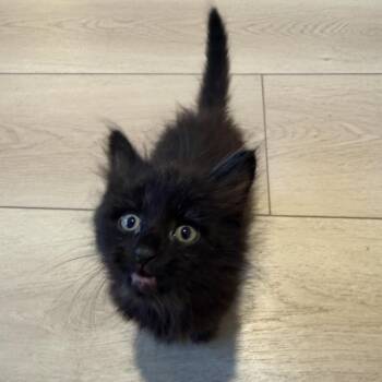 Inky -  Domestic Long Hair Cat for Adoption in Tustin, California - Inky | PetCurious