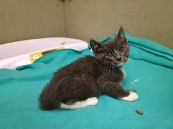A553255 -  Domestic Short Hair Cat for Adoption in Moreno Valley, California - A553255 | PetCurious