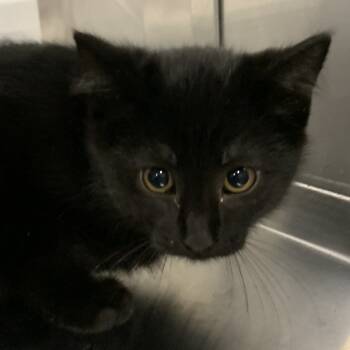 Rescue Domestic Short Hair Cats for Adoption in Washburn, Missouri - Gucci | PetCurious