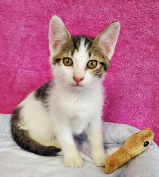 Domestic Short Hair Cats Available for Adoption in Greenville, Illinois - Flora | PetCurious
