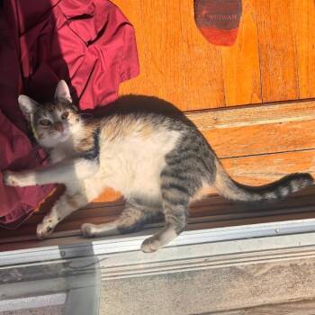 Domestic Short Hair Cats Available for Adoption in Chicago, Illinois - Pretty Girl #1 | PetCurious