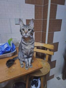 Maine Coon and Siberian Cats Available for Adoption in Brampton, Ontario - Jelly | PetCurious