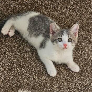 Rescue Domestic Short Hair Cats for Adoption in Byron Center, Michigan - Cora | PetCurious