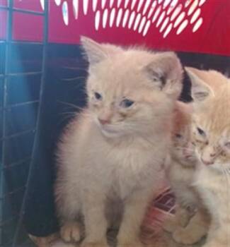 DELL TOLEDO -  Domestic Short Hair Cat for Adoption in Louisville, Kentucky - DELL TOLEDO | PetCurious