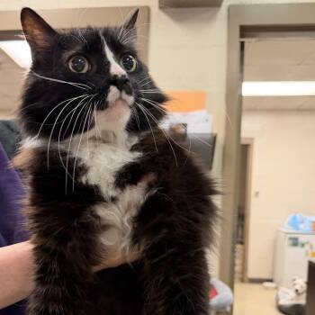 Dash -  Domestic Medium Hair Cat for Adoption in Birmingham, Alabama - Dash | PetCurious