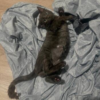 Phantom -  Domestic Short Hair Cat for Adoption in San Antonio, Texas - Phantom | PetCurious
