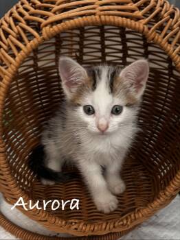 Aurora -  Domestic Short Hair Cat for Adoption in Seal Beach, California - Aurora | PetCurious