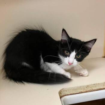 StayC -  Domestic Medium Hair Cat for Adoption in Madill, Oklahoma - StayC | PetCurious