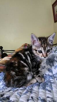 Rescue Domestic Short Hair Cats for Adoption in Camden, South Carolina - Zambomba (Available For Pre-adoption) | PetCurious