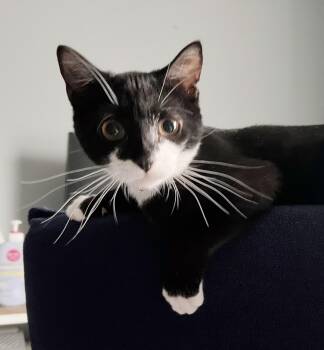 Rescue Tuxedo Cats for Adoption in Philadelphia, Pennsylvania - Dmitri | PetCurious