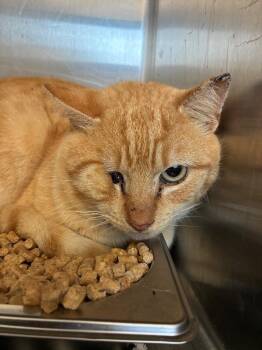 Rocket -  Domestic Short Hair Cat Available for Adoption in Hartsville, South Carolina - Rocket | PetCurious