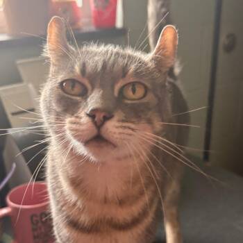 Sugar -  Domestic Short Hair Cat for Adoption in Fairport, New York - Sugar | PetCurious