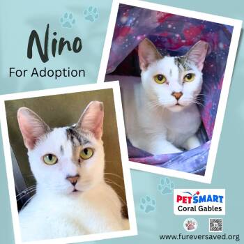 Nino -  Domestic Short Hair Cat for Adoption in Miami, Florida - Nino | PetCurious