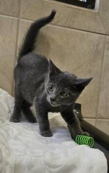 Officer -  Domestic Short Hair Cat for Adoption in Canon City, Colorado - Officer | PetCurious