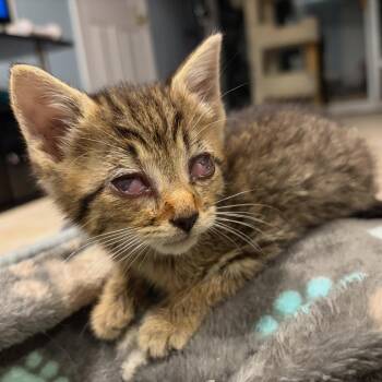 Crash -  Domestic Short Hair Cat for Adoption in Fairfax Station, Virginia - Crash | PetCurious