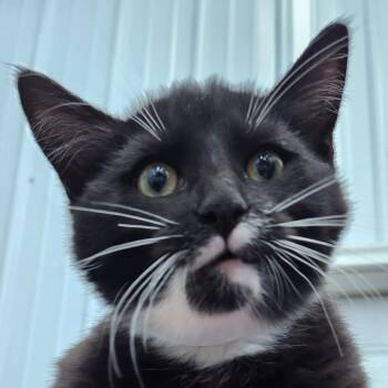 Rescue Domestic Short Hair Cats for Adoption in Corydon, Indiana - Misty | PetCurious