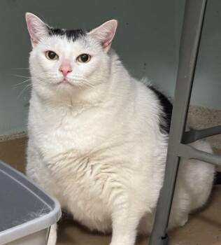NOLA -  Domestic Short Hair Cat for Adoption in Dedham, Massachusetts - NOLA | PetCurious