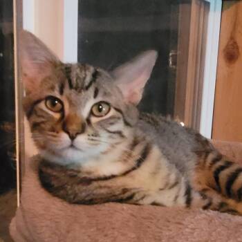 Domestic Short Hair Cats Available for Adoption - Carson | PetCurious