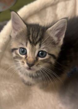 Scrub Daddy -  Domestic Medium Hair Cat for Adoption in Hillsborough, North Carolina - Scrub Daddy | PetCurious