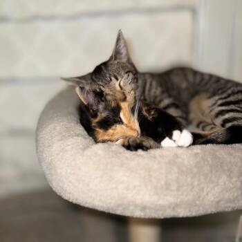 Anise -  Domestic Short Hair Cat for Adoption - Anise | PetCurious