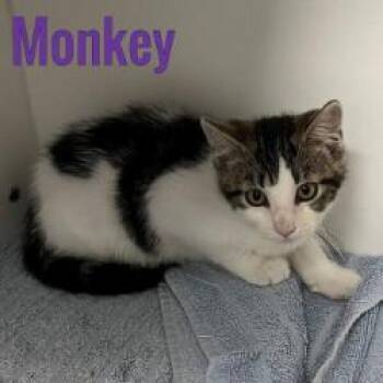 Monkey -  Domestic Short Hair Cat for Adoption in Pleasantville, New Jersey - Monkey | PetCurious