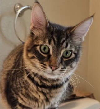 Rescue Domestic Medium Hair Cats for Adoption in Hayward, California - Cooper (& Buzz) | PetCurious