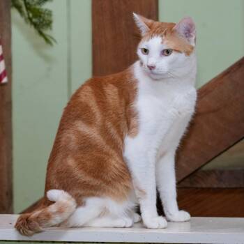 Scarlet -  Domestic Short Hair Cat for Adoption in Mt. Juliet, Tennessee - Scarlet | PetCurious
