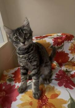 Bullet -  Domestic Short Hair Cat for Adoption in Petaluma, California - Bullet | PetCurious