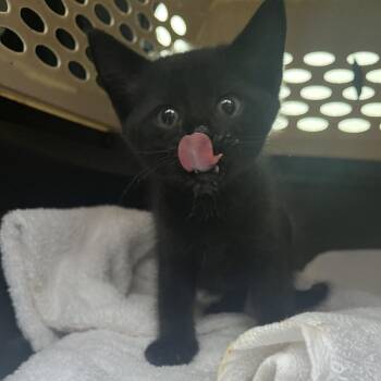 Domestic Short Hair Cats Available for Adoption in Lake Jackson, Texas - Bolt | PetCurious