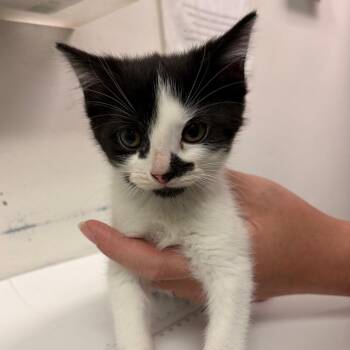 Fish Paste -  Domestic Medium Hair Cat for Adoption in Charleston, West Virginia - Fish Paste | PetCurious