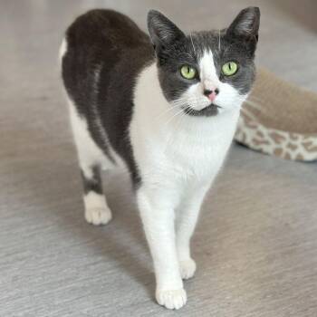 Peppermint -  Domestic Short Hair Cat for Adoption in Port Washington, New York - Peppermint | PetCurious