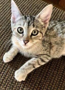 Tabby Cats Available for Adoption in Prescott, Arizona - Cedar - Gentle Soul With A Playful Side | PetCurious