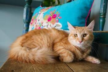 Domestic Medium Hair and Domestic Short Hair Cats Available for Adoption in San Antonio, Texas - Tuna Turner | PetCurious